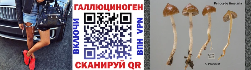 Псилоцибиновые грибы MAGIC MUSHROOMS  нарко площадка официальный сайт  Волосово  купить  сайты 
